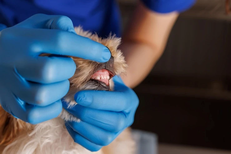 Cachorro com mau hálito