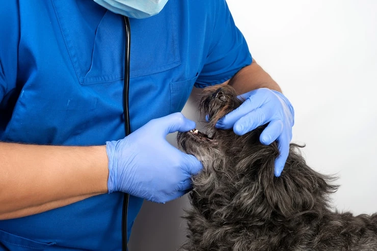 Cachorro com mau hálito no Paraná