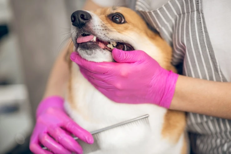 Diminuir mau hálito cachorro