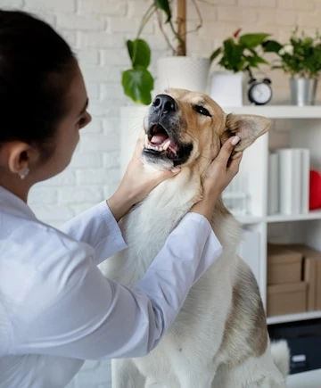 Gel dental para cachorro no Paraná