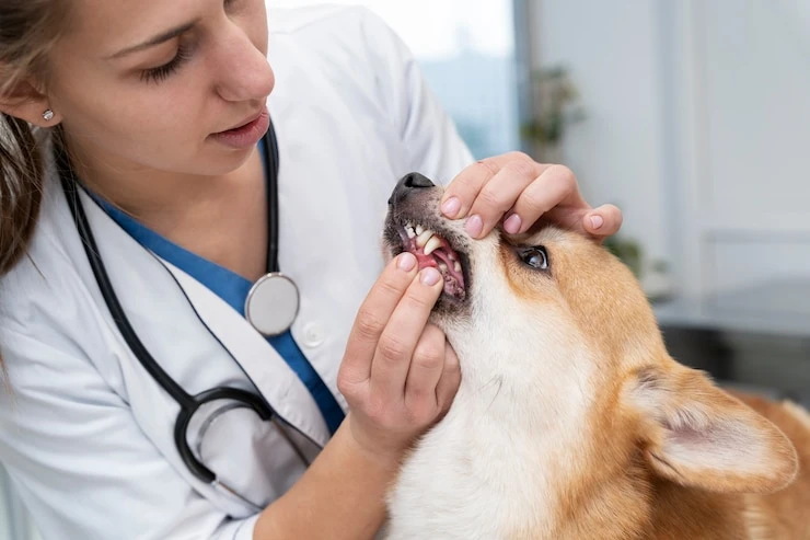 Limpeza de dente em cachorro