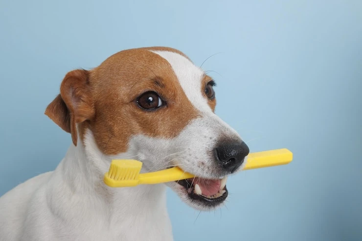 Limpeza de dente em cachorro no Paraná