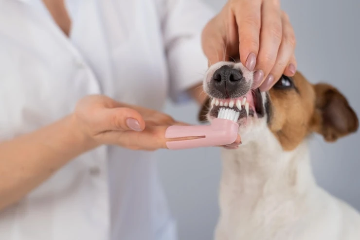 Limpeza de dente de cachorro preço