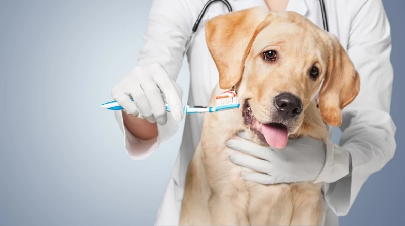 Limpeza de dente canina no Paraná