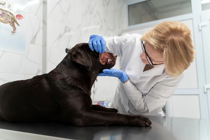 Limpeza de dente canina preço no Paraná