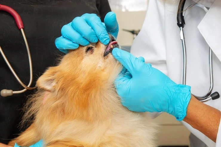 Limpeza de dente canino