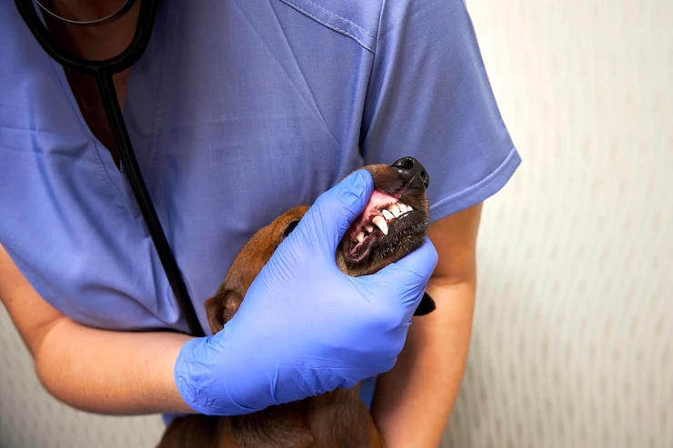 Limpeza de tártaro canina em Curitiba