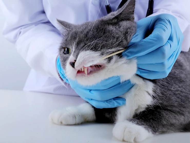 Odontologia para gatos em Curitiba