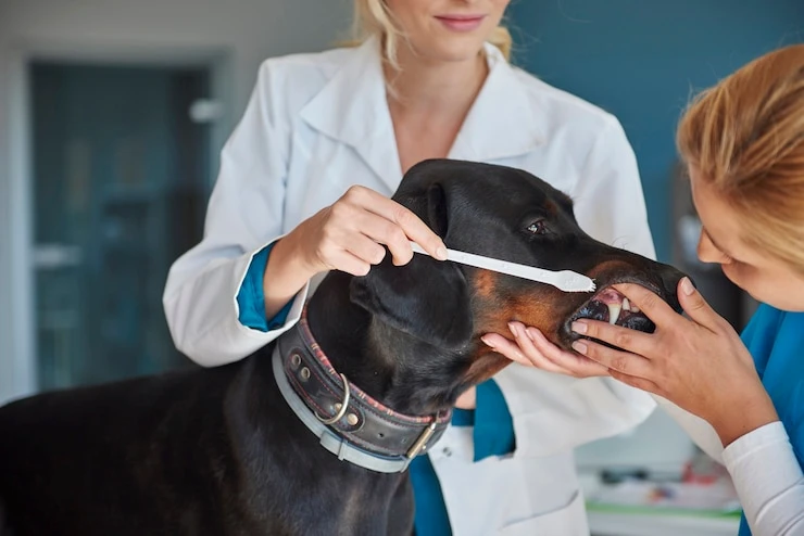 Onde encontrar dentista para cachorro