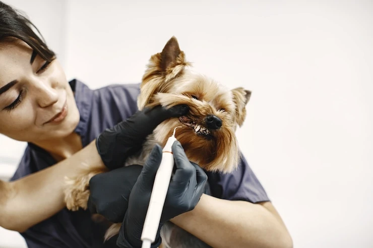 Pasta de dente canina em Curitiba