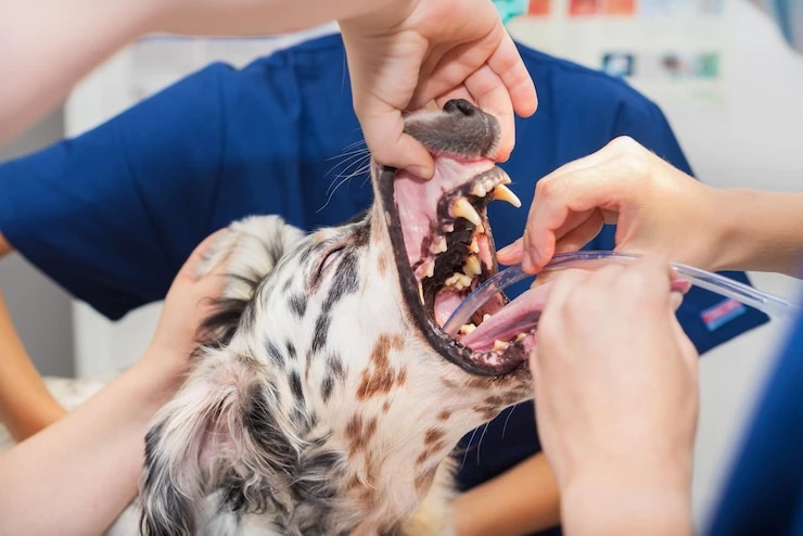 Retirada de tartaro cachorro