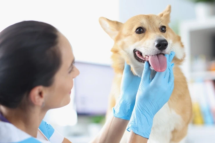 Tirar tartaro do dente do cachorro em Curitiba