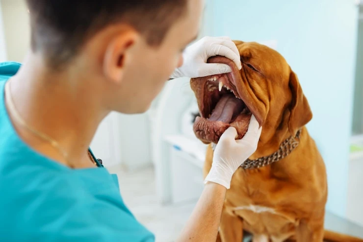 Valor de limpeza de dente de cachorro