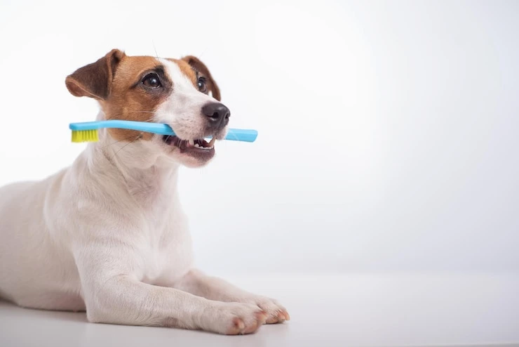 Veterinária odontologia em Curitiba