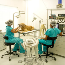 anestesia tratamento exame clínica odontologia veterinária curitiba