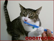 escovação dental veterinário odontologia clínica curitiba