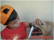 escovação dental veterinário odontologia clínica curitiba