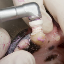 Periodontia odontologia veterinária clínica