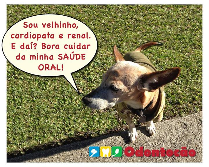 cachorro-velhinho cardiopata renal saúde dental odontologia clínica curitiba
