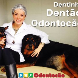 dente cachorro odontologia veterinária clínica curitiba