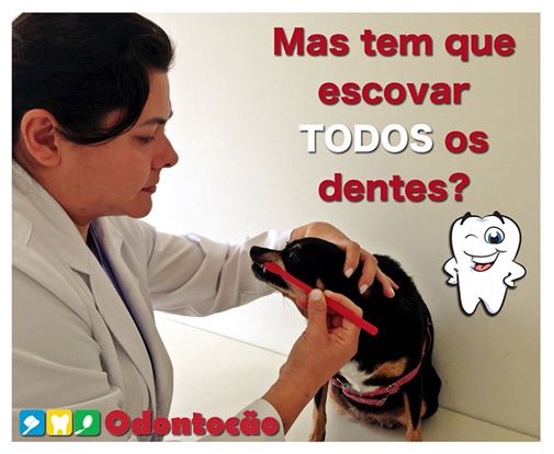 escovar dentes cachorro clínica odontologia veterinária curitiba