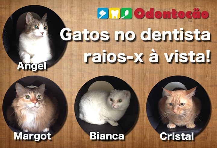 gatos raio x dentista odontologia veterinária clínica curitiba