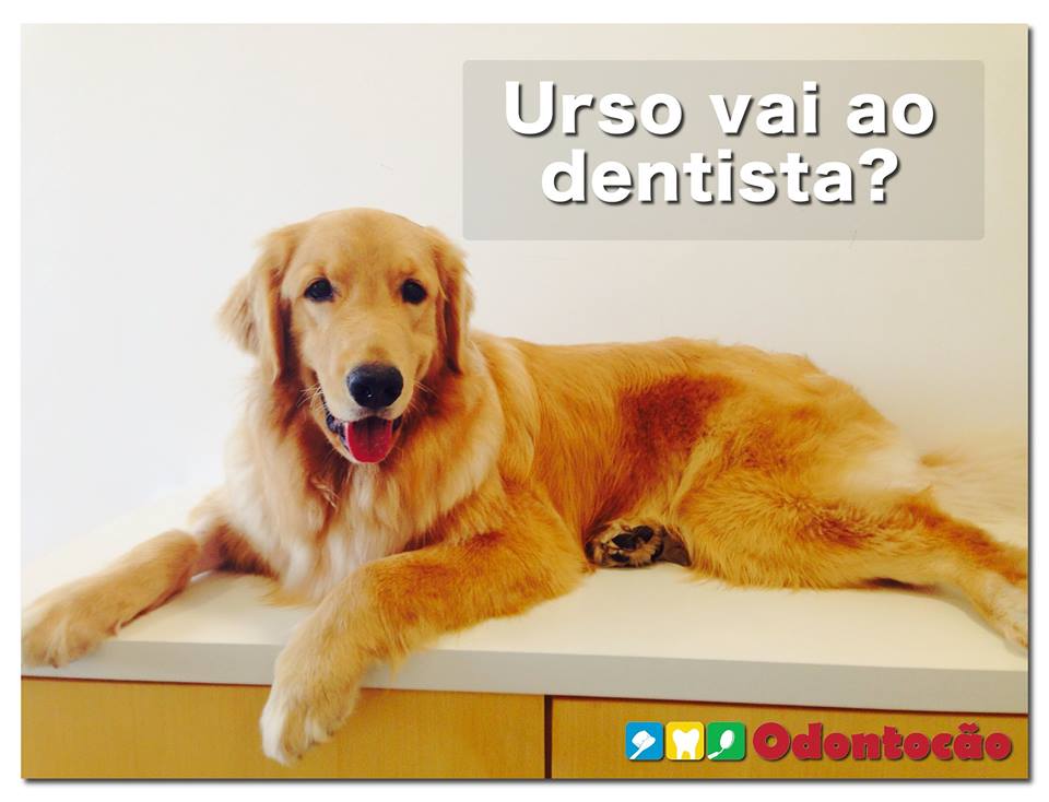 urso dentista golden clínica odontologia veterinária curitiba
